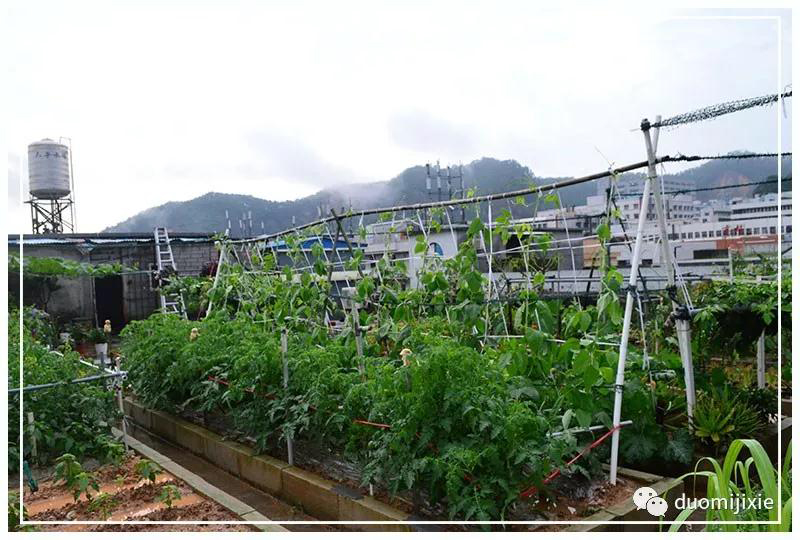 聽說了嗎，多米居然開始搞副業(yè)了？